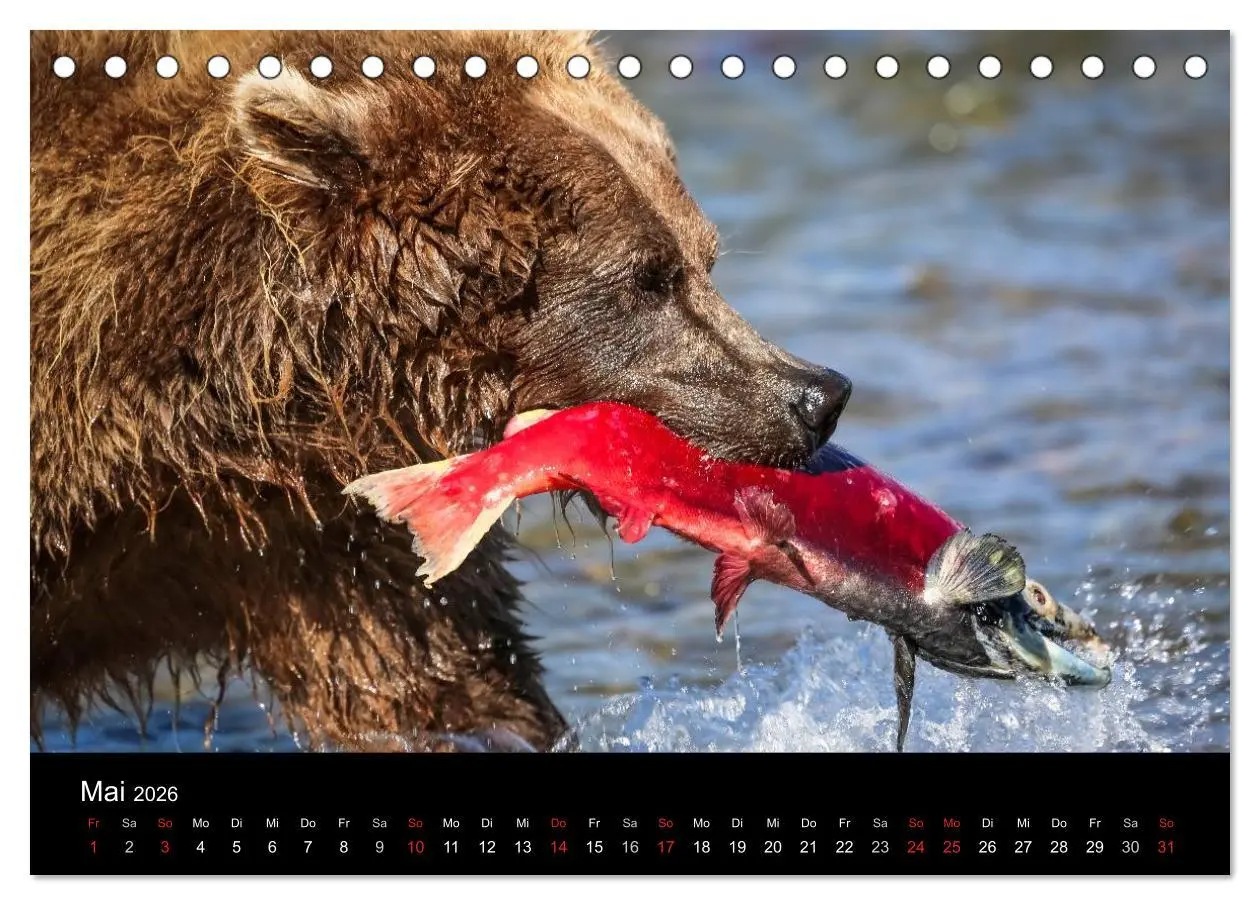 Bild: 9783516080490 | Alaska 2026 Wildes Land am Ende der Welt (Tischkalender 2026 DIN A5...