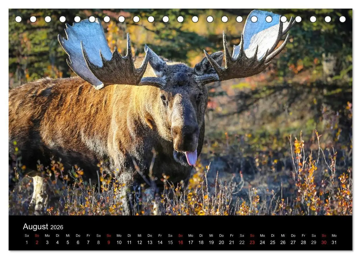 Bild: 9783516080490 | Alaska 2026 Wildes Land am Ende der Welt (Tischkalender 2026 DIN A5...