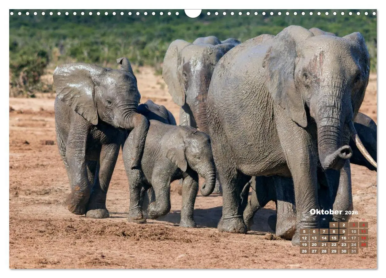 Bild: 9783516220490 | Afrikas Tierwelt: Elefantenbabys (Wandkalender 2026 DIN A3 quer),...
