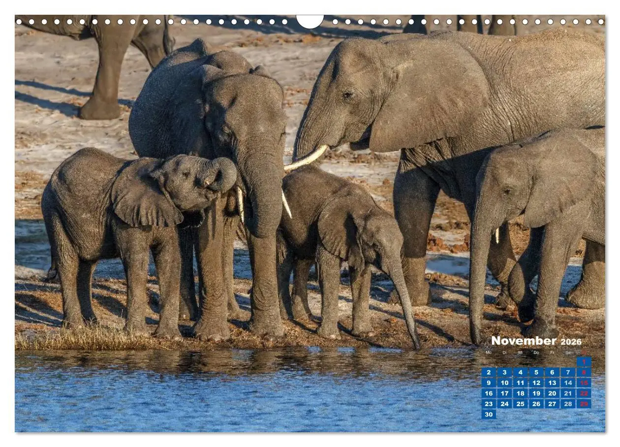 Bild: 9783516220490 | Afrikas Tierwelt: Elefantenbabys (Wandkalender 2026 DIN A3 quer),...