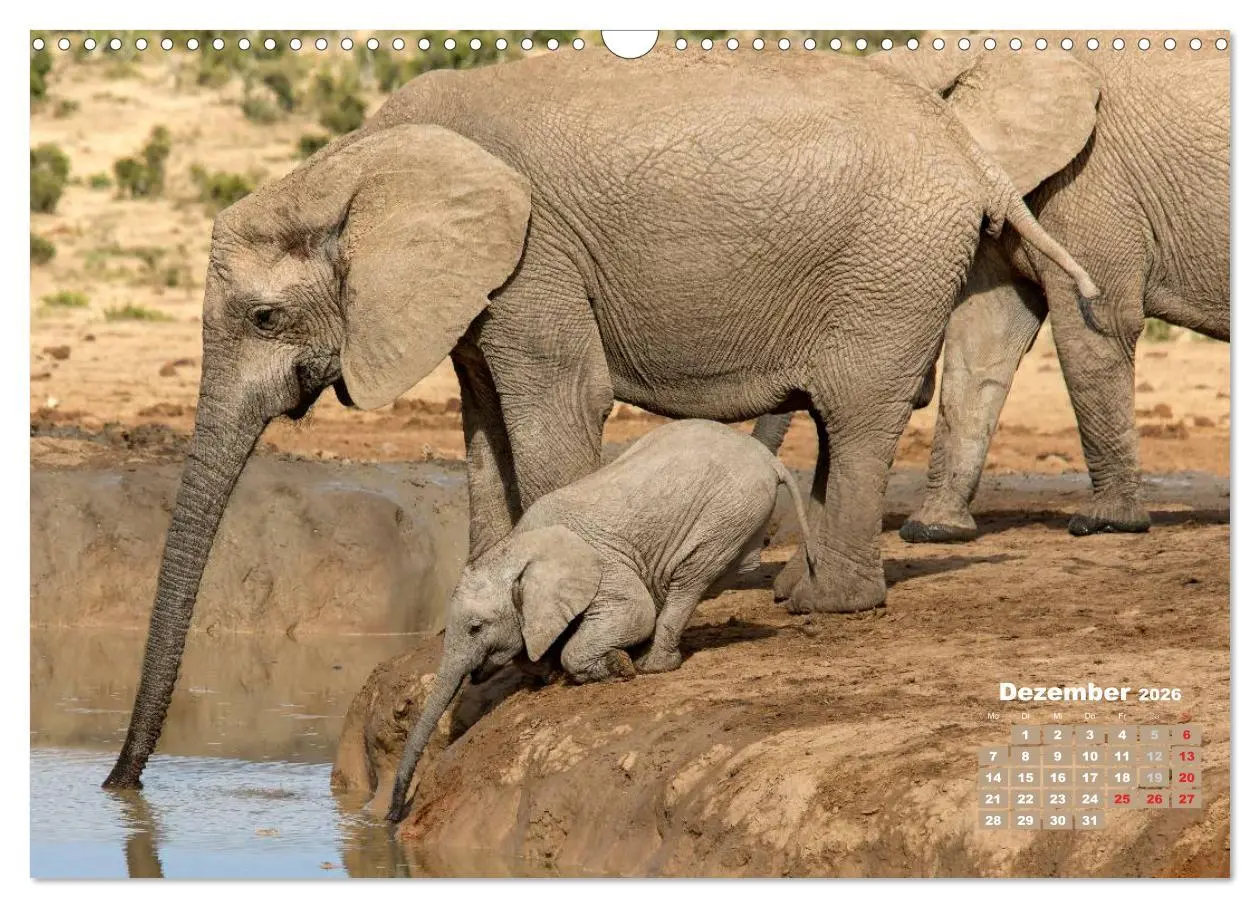 Bild: 9783516220490 | Afrikas Tierwelt: Elefantenbabys (Wandkalender 2026 DIN A3 quer),...