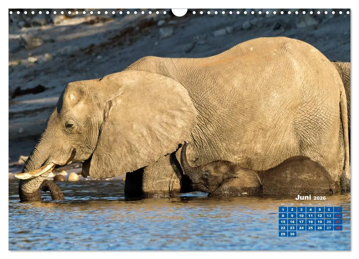 Bild: 9783516220490 | Afrikas Tierwelt: Elefantenbabys (Wandkalender 2026 DIN A3 quer),...