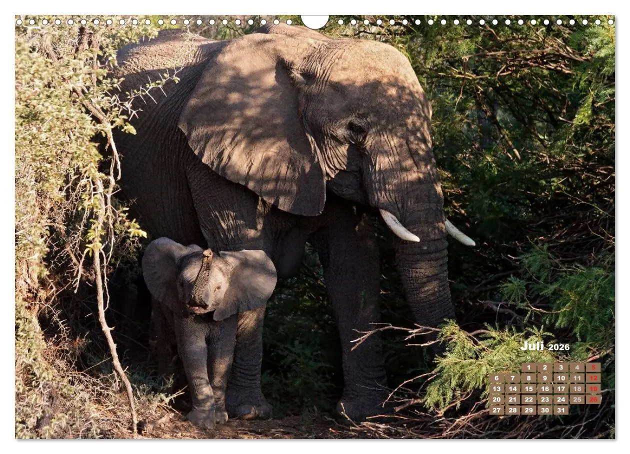 Bild: 9783516220490 | Afrikas Tierwelt: Elefantenbabys (Wandkalender 2026 DIN A3 quer),...
