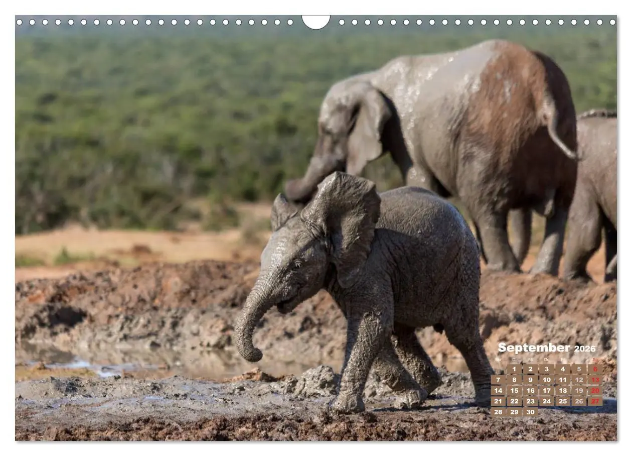Bild: 9783516220490 | Afrikas Tierwelt: Elefantenbabys (Wandkalender 2026 DIN A3 quer),...