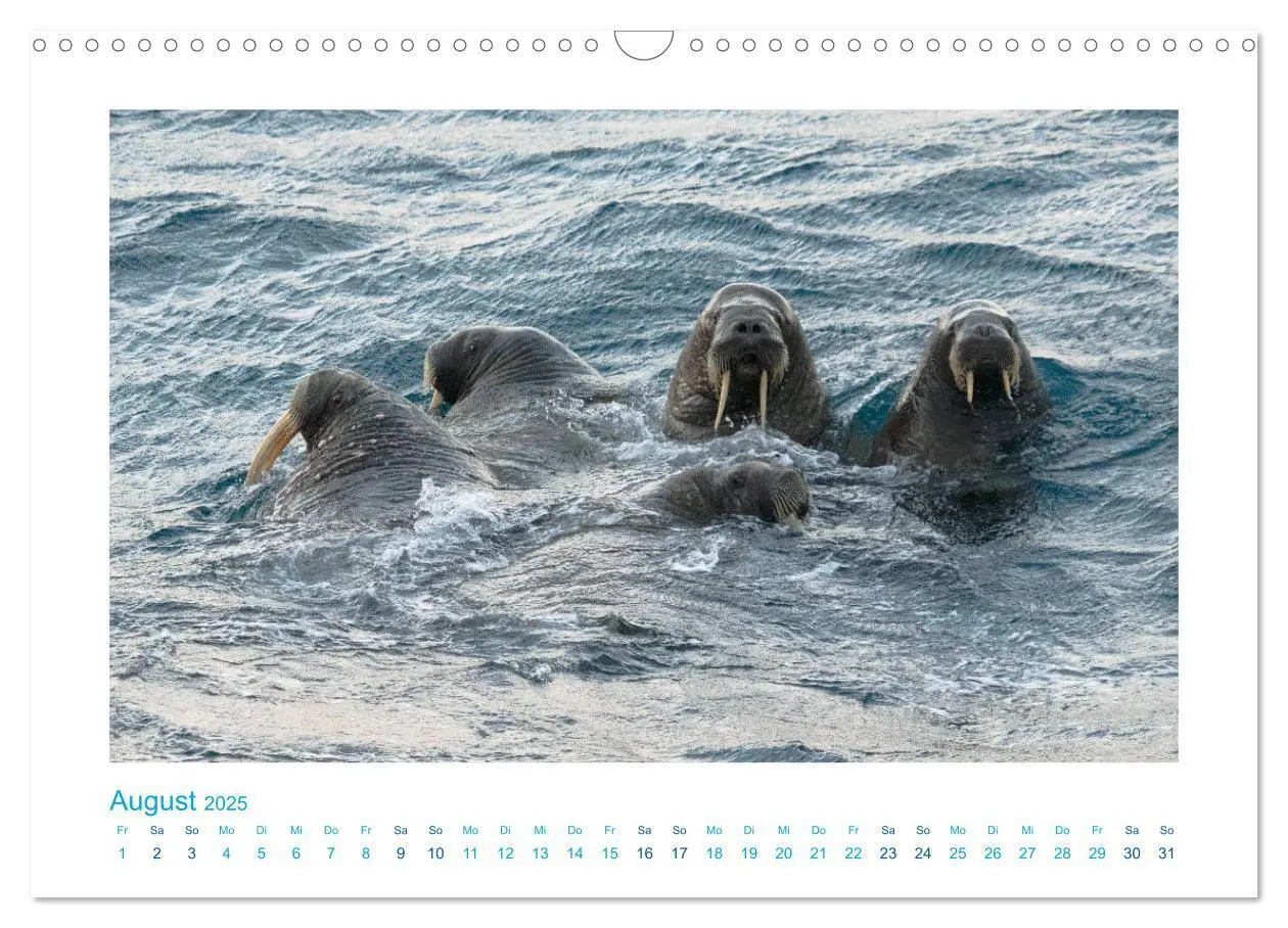 Bild: 9783435340590 | Spitzbergen - Landschaft - Eis - Tierwelt (Wandkalender 2025 DIN A3...