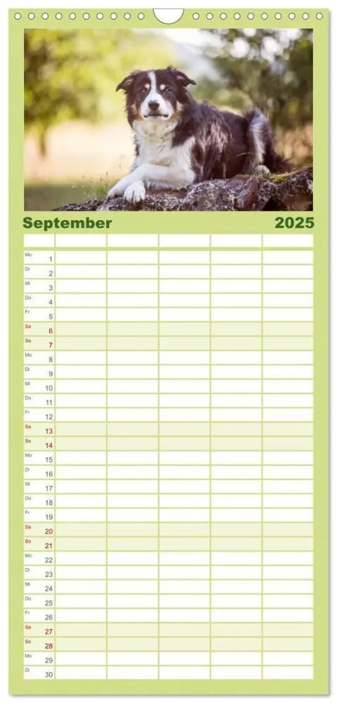 Bild: 9783457120590 | Familienplaner 2025 - Border Collies 2025 mit 5 Spalten...
