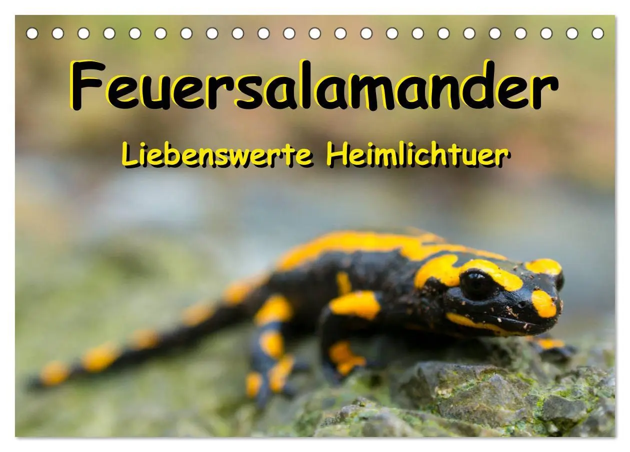 Cover: 9783457740590 | Feuersalamander - Liebenswerte Heimlichtuer (Tischkalender 2026 DIN...