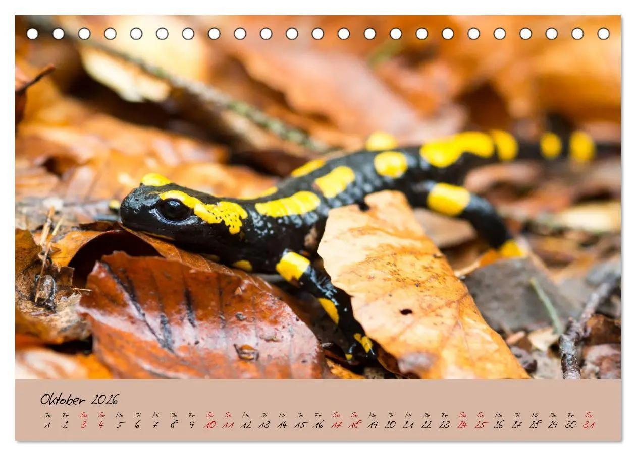 Bild: 9783457740590 | Feuersalamander - Liebenswerte Heimlichtuer (Tischkalender 2026 DIN...