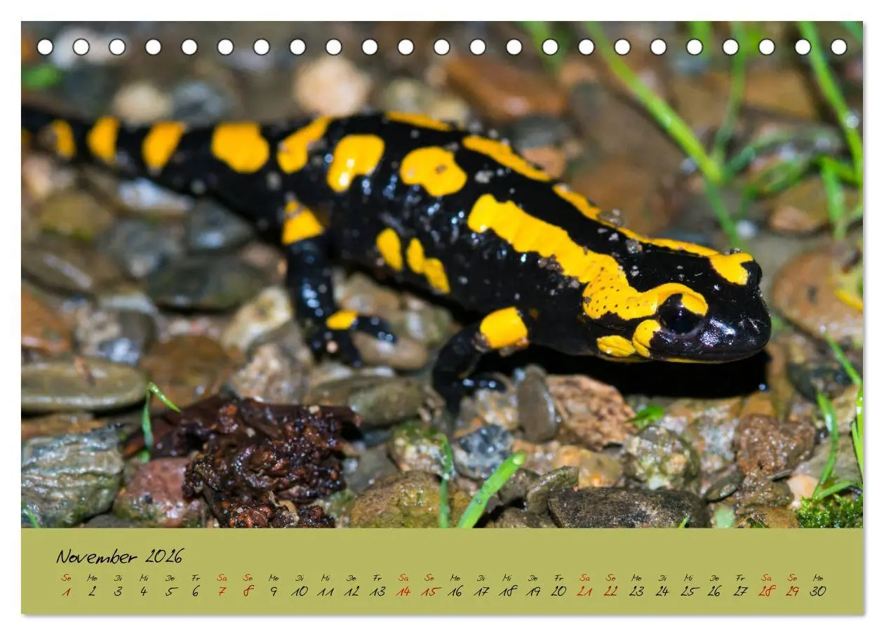 Bild: 9783457740590 | Feuersalamander - Liebenswerte Heimlichtuer (Tischkalender 2026 DIN...