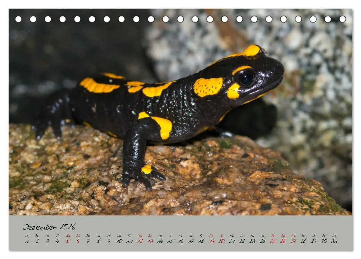 Bild: 9783457740590 | Feuersalamander - Liebenswerte Heimlichtuer (Tischkalender 2026 DIN...