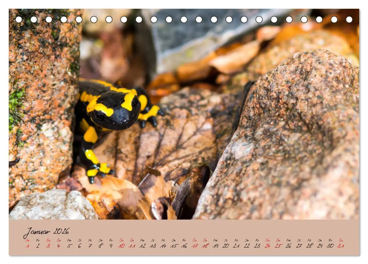 Bild: 9783457740590 | Feuersalamander - Liebenswerte Heimlichtuer (Tischkalender 2026 DIN...