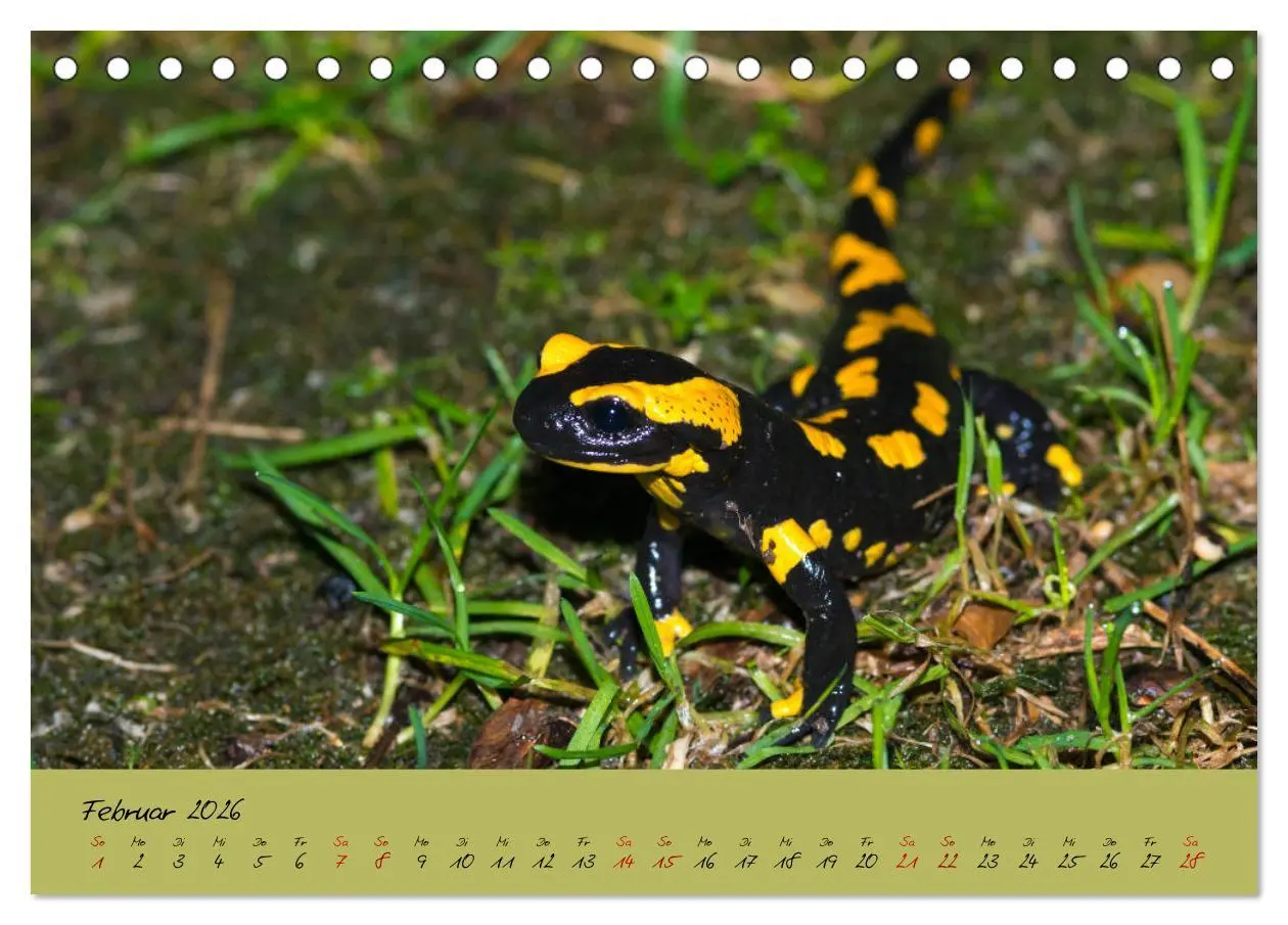 Bild: 9783457740590 | Feuersalamander - Liebenswerte Heimlichtuer (Tischkalender 2026 DIN...