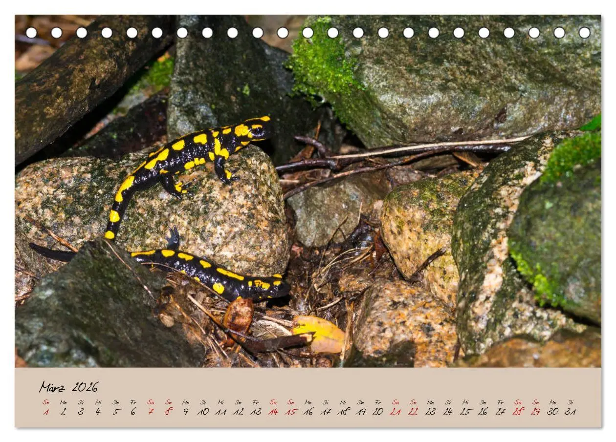 Bild: 9783457740590 | Feuersalamander - Liebenswerte Heimlichtuer (Tischkalender 2026 DIN...