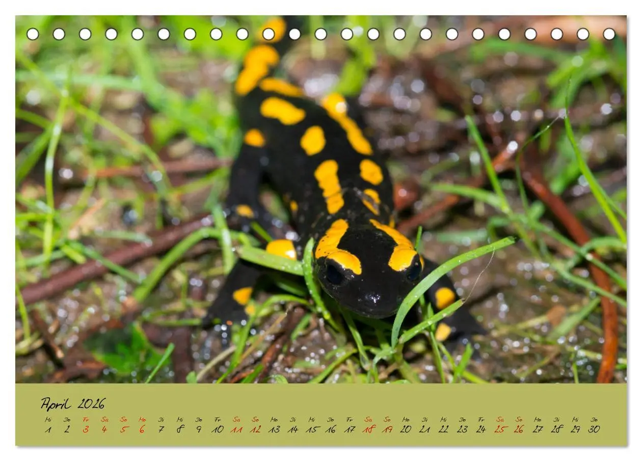 Bild: 9783457740590 | Feuersalamander - Liebenswerte Heimlichtuer (Tischkalender 2026 DIN...