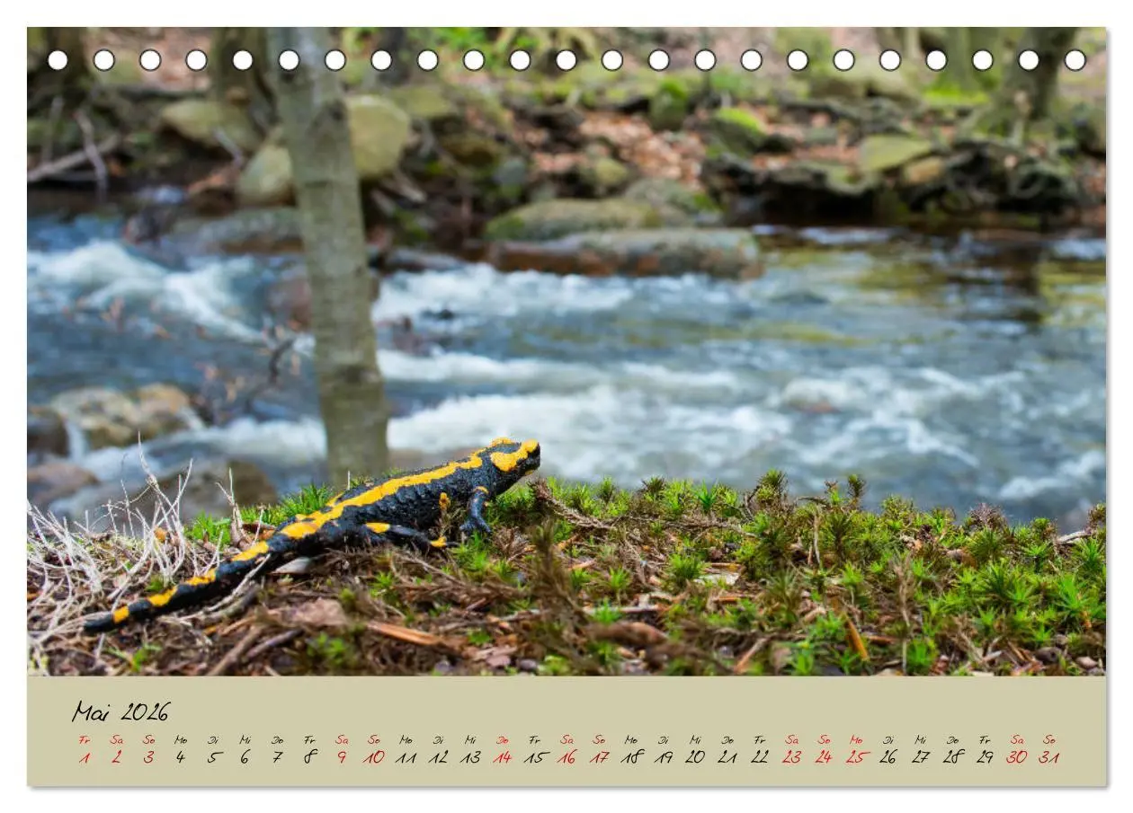 Bild: 9783457740590 | Feuersalamander - Liebenswerte Heimlichtuer (Tischkalender 2026 DIN...