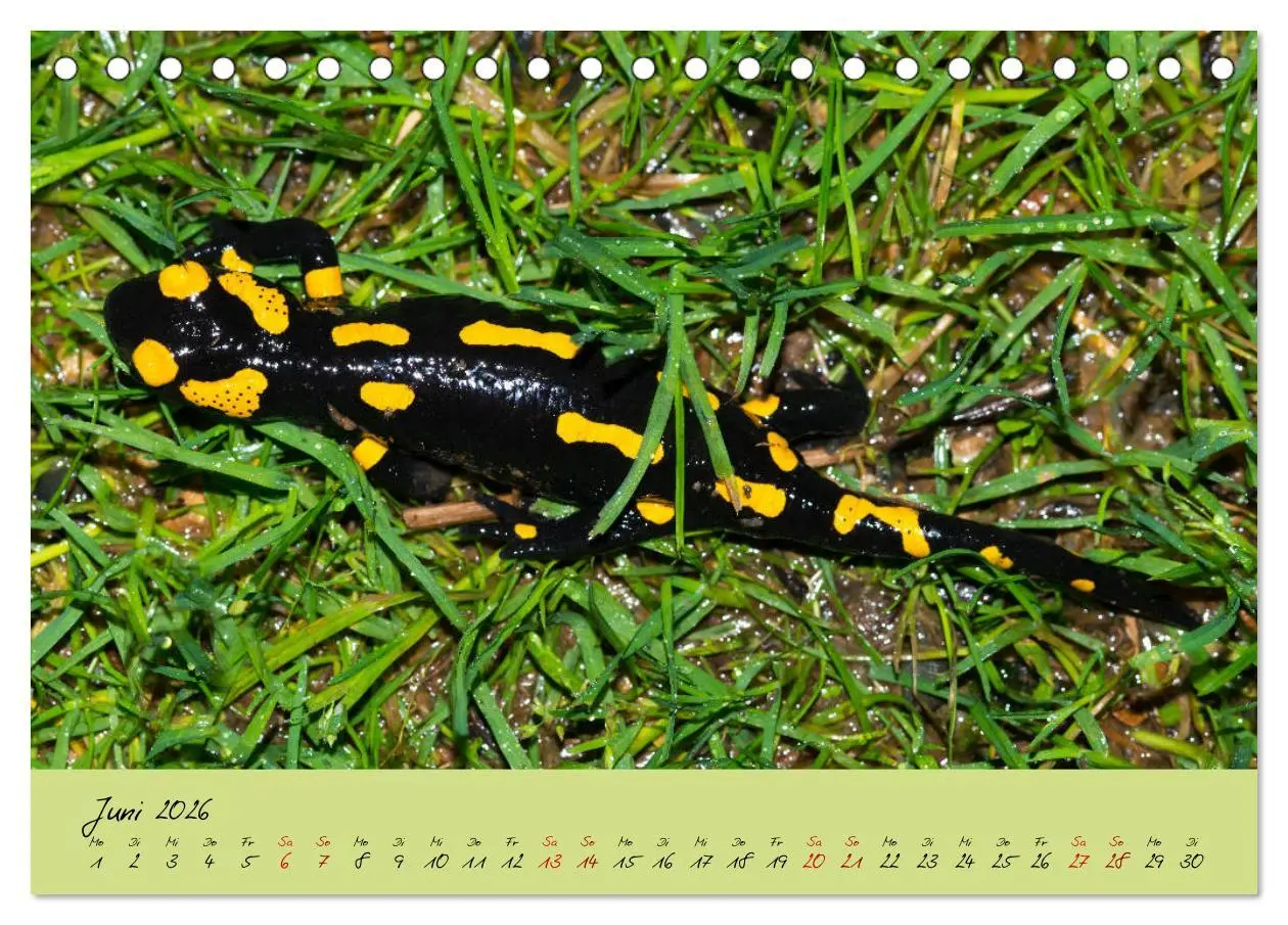 Bild: 9783457740590 | Feuersalamander - Liebenswerte Heimlichtuer (Tischkalender 2026 DIN...