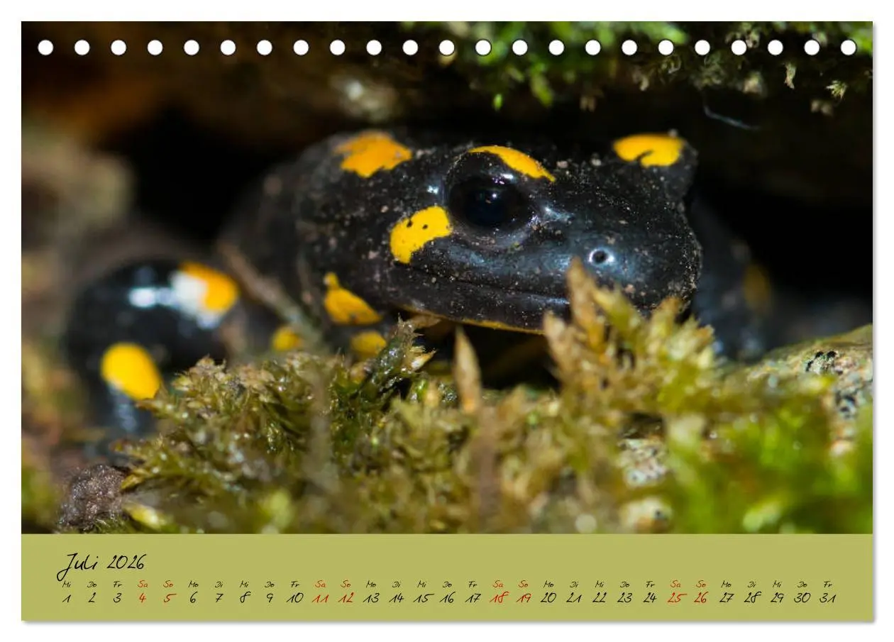Bild: 9783457740590 | Feuersalamander - Liebenswerte Heimlichtuer (Tischkalender 2026 DIN...