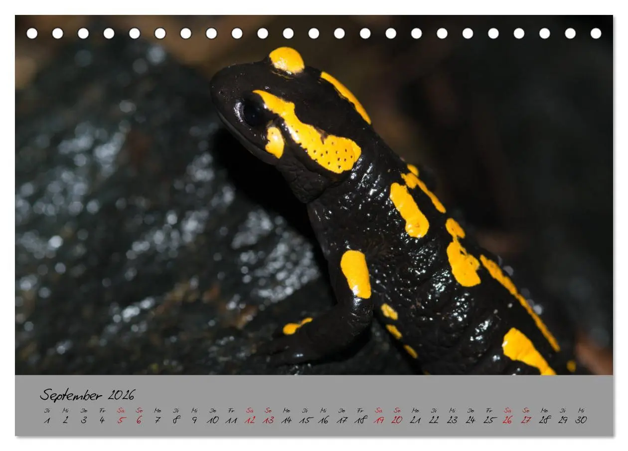 Bild: 9783457740590 | Feuersalamander - Liebenswerte Heimlichtuer (Tischkalender 2026 DIN...