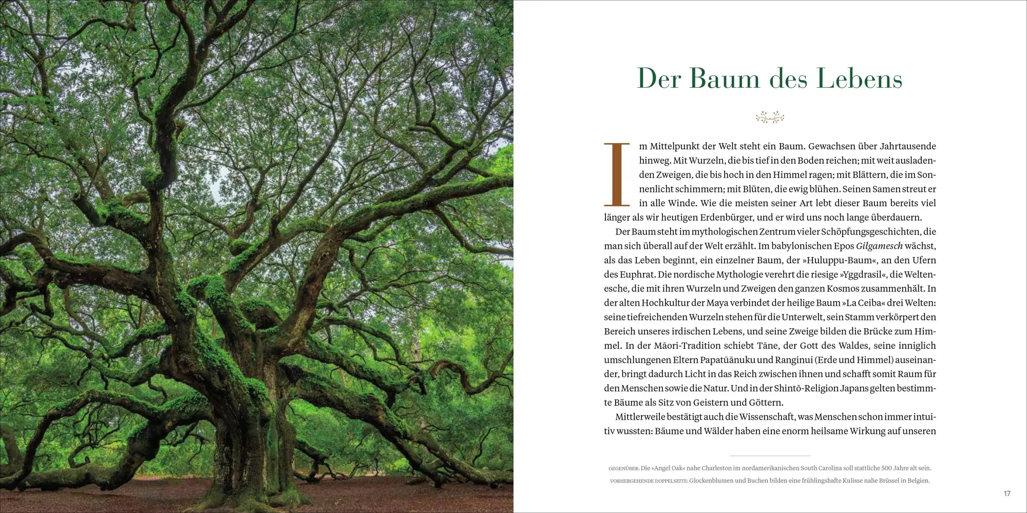 Bild: 9783987010590 | Die wunderbare Welt der Bäume | Wissen, Legenden und Geheimnisse