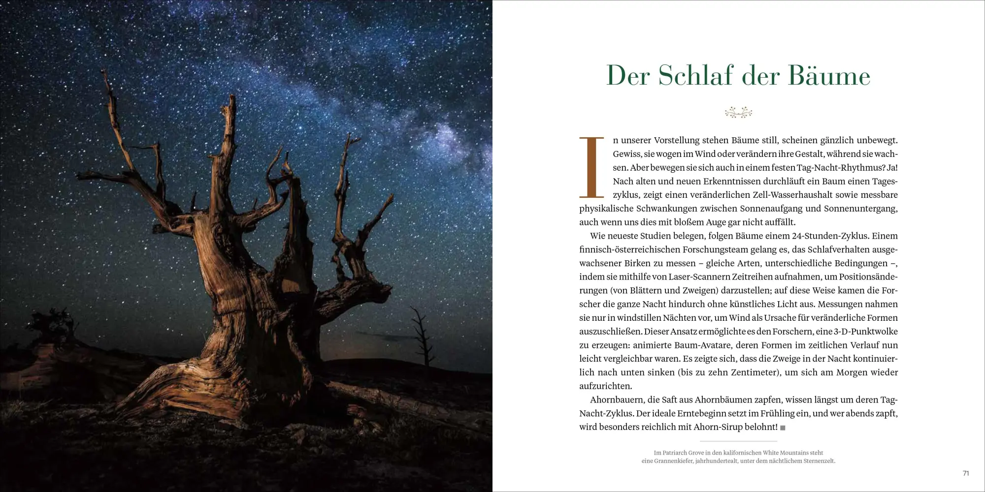 Bild: 9783987010590 | Die wunderbare Welt der Bäume | Wissen, Legenden und Geheimnisse