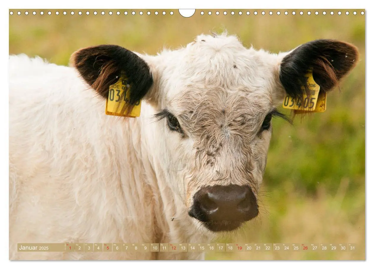 Bild: 9783435190690 | Galloway Kälbchen - Liebenswert und lockig (Wandkalender 2025 DIN...