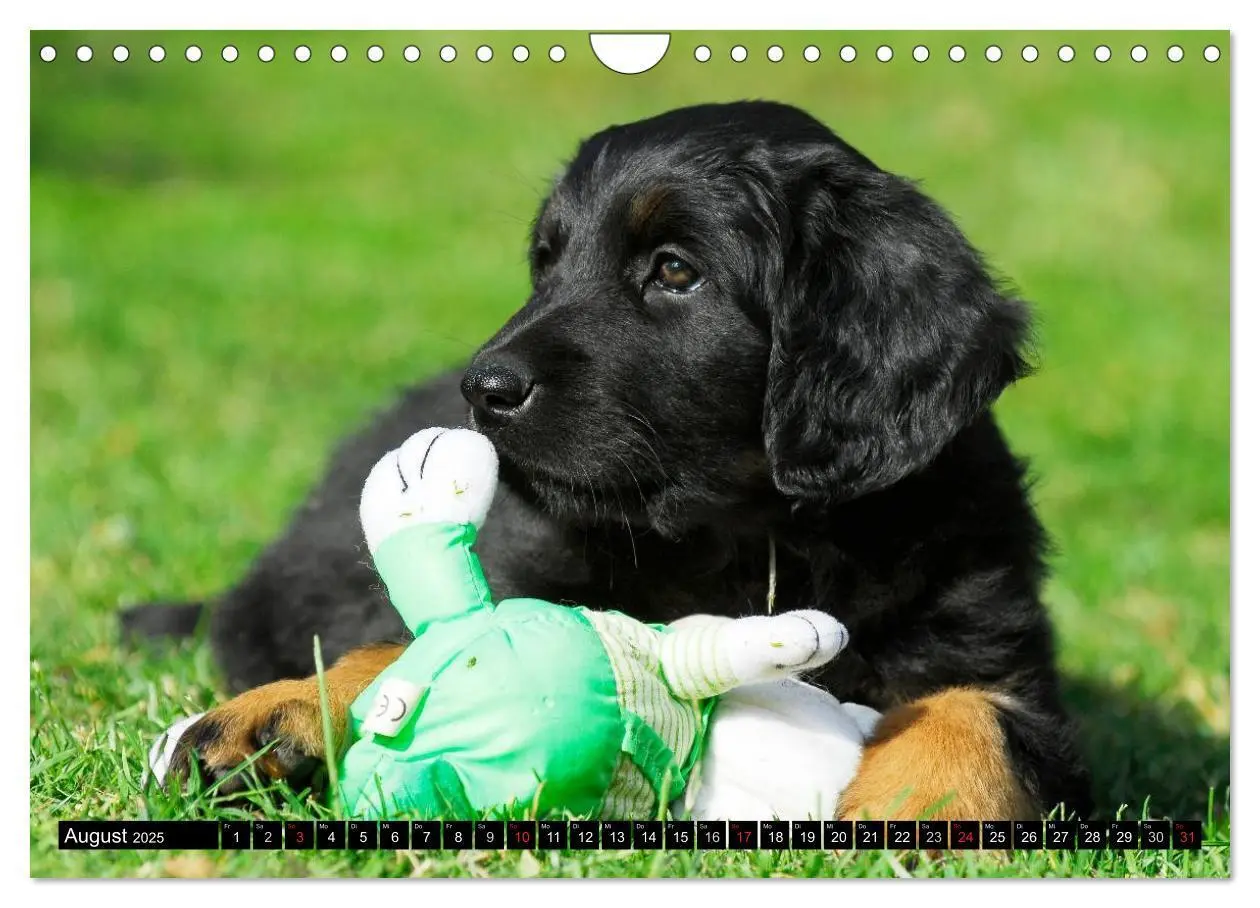 Bild: 9783435570690 | Mein bester Freund - Der Hovawart (Wandkalender 2025 DIN A4 quer),...