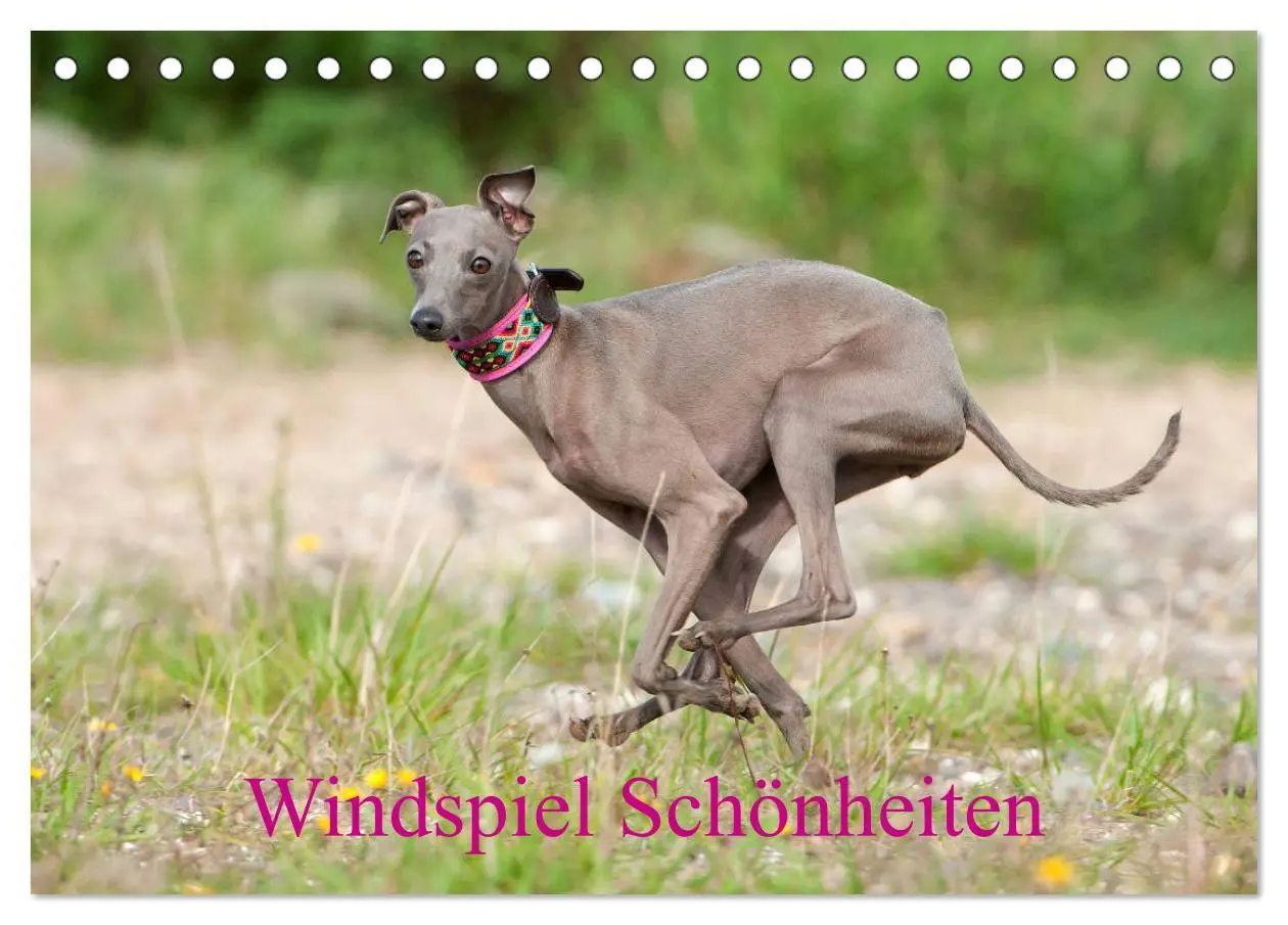 Cover: 9783457730690 | Windspiel Schönheiten (Tischkalender 2026 DIN A5 quer), CALVENDO...