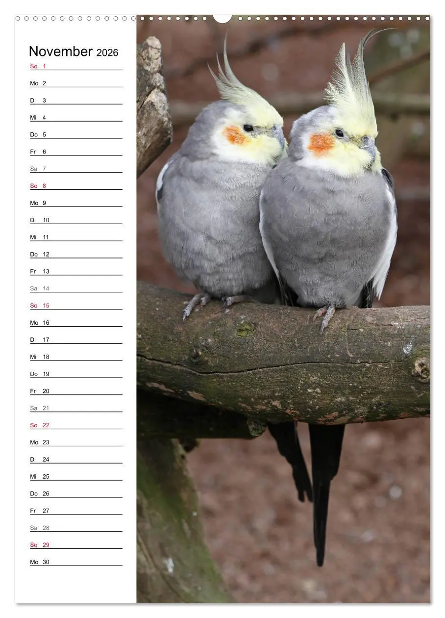 Bild: 9783516420890 | Der Nymphensittich-Terminplaner (hochwertiger Premium Wandkalender...