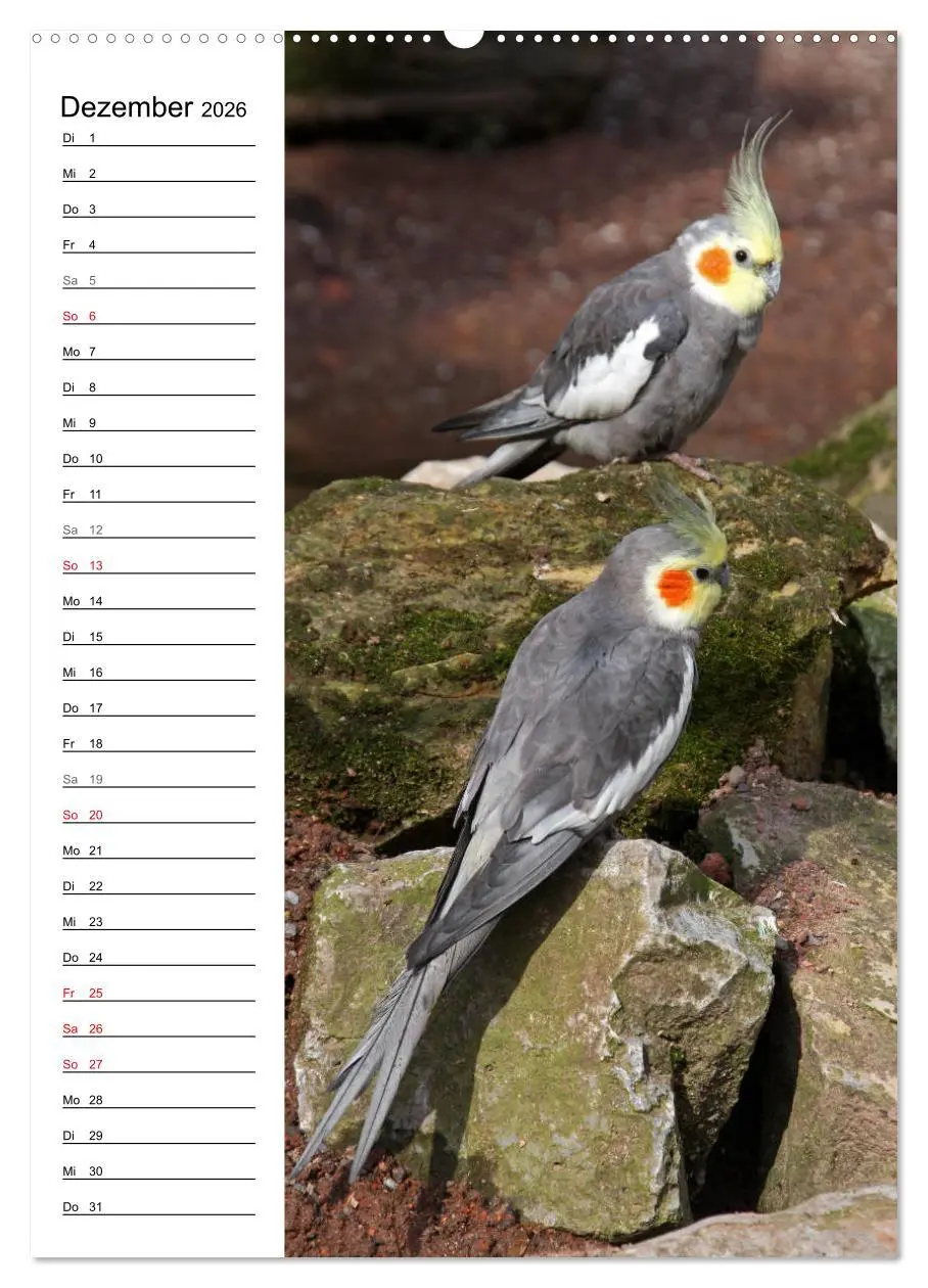 Bild: 9783516420890 | Der Nymphensittich-Terminplaner (hochwertiger Premium Wandkalender...
