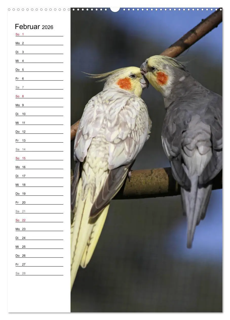 Bild: 9783516420890 | Der Nymphensittich-Terminplaner (hochwertiger Premium Wandkalender...