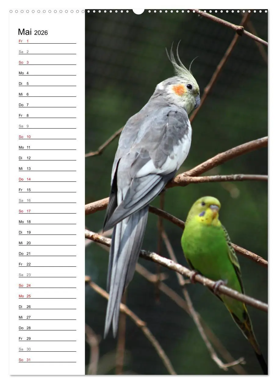 Bild: 9783516420890 | Der Nymphensittich-Terminplaner (hochwertiger Premium Wandkalender...