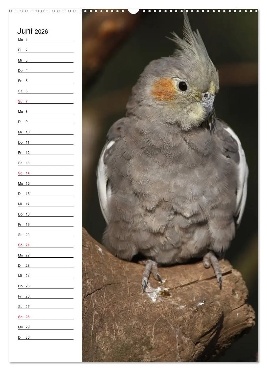 Bild: 9783516420890 | Der Nymphensittich-Terminplaner (hochwertiger Premium Wandkalender...
