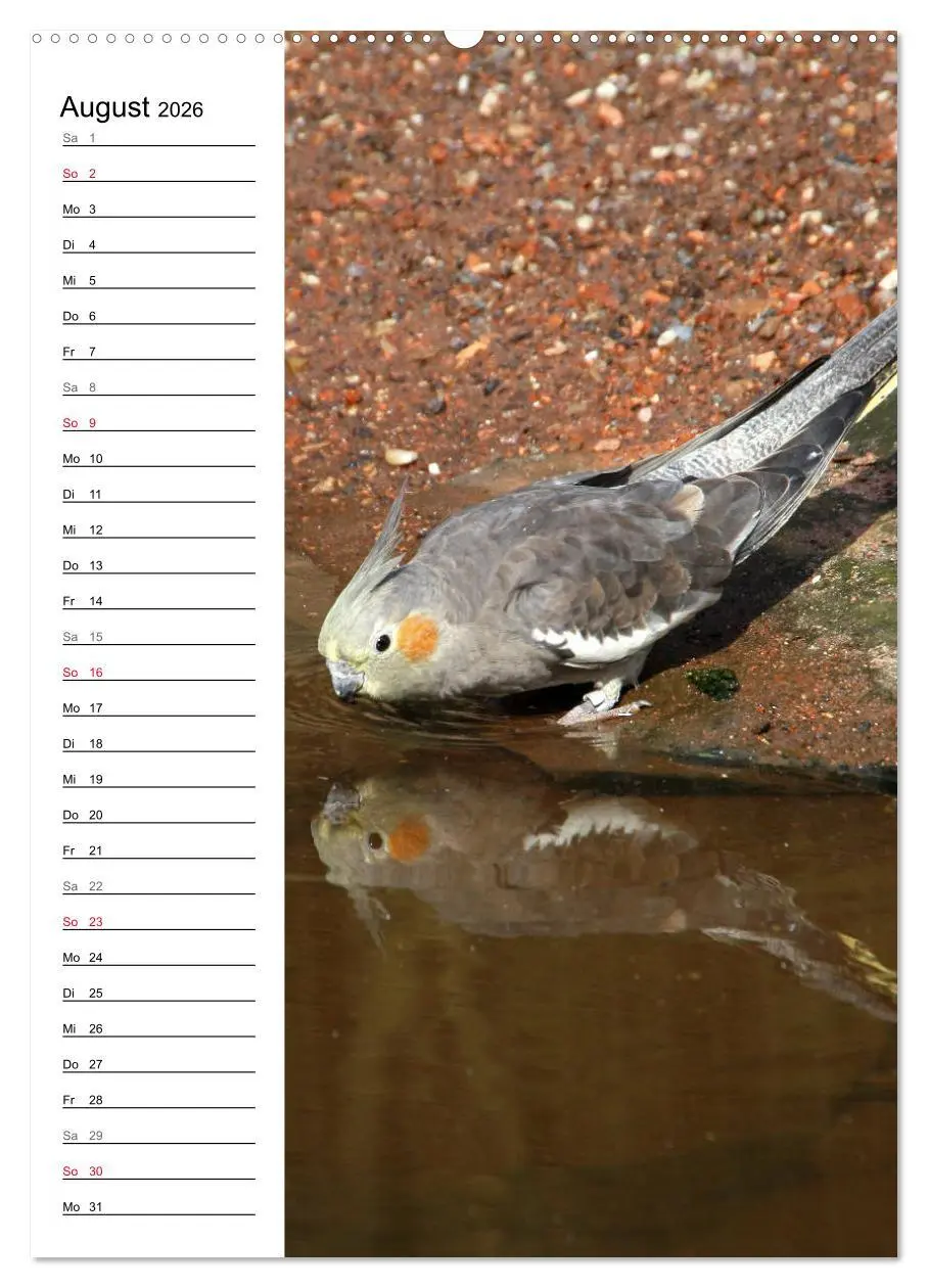 Bild: 9783516420890 | Der Nymphensittich-Terminplaner (hochwertiger Premium Wandkalender...