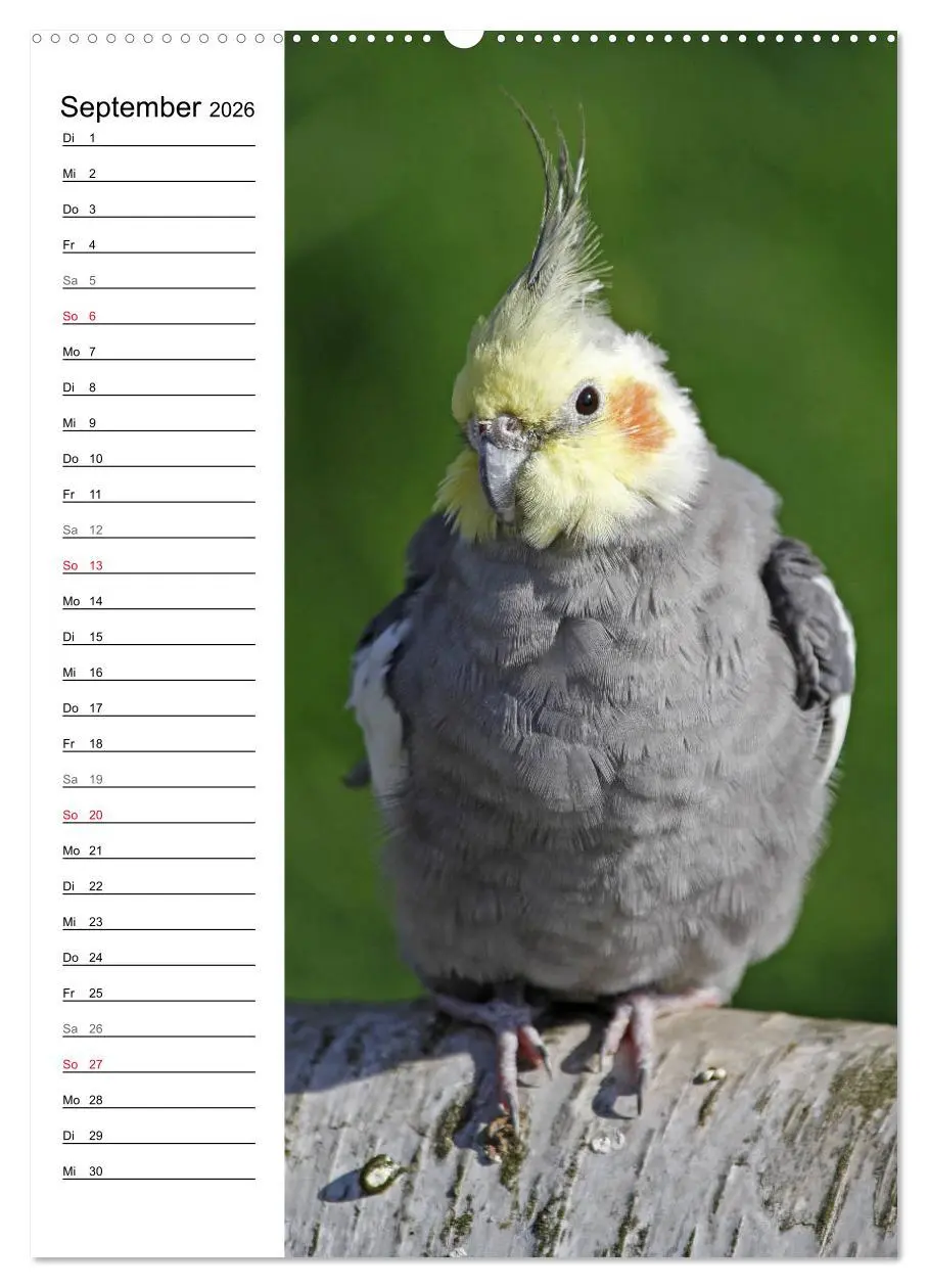 Bild: 9783516420890 | Der Nymphensittich-Terminplaner (hochwertiger Premium Wandkalender...