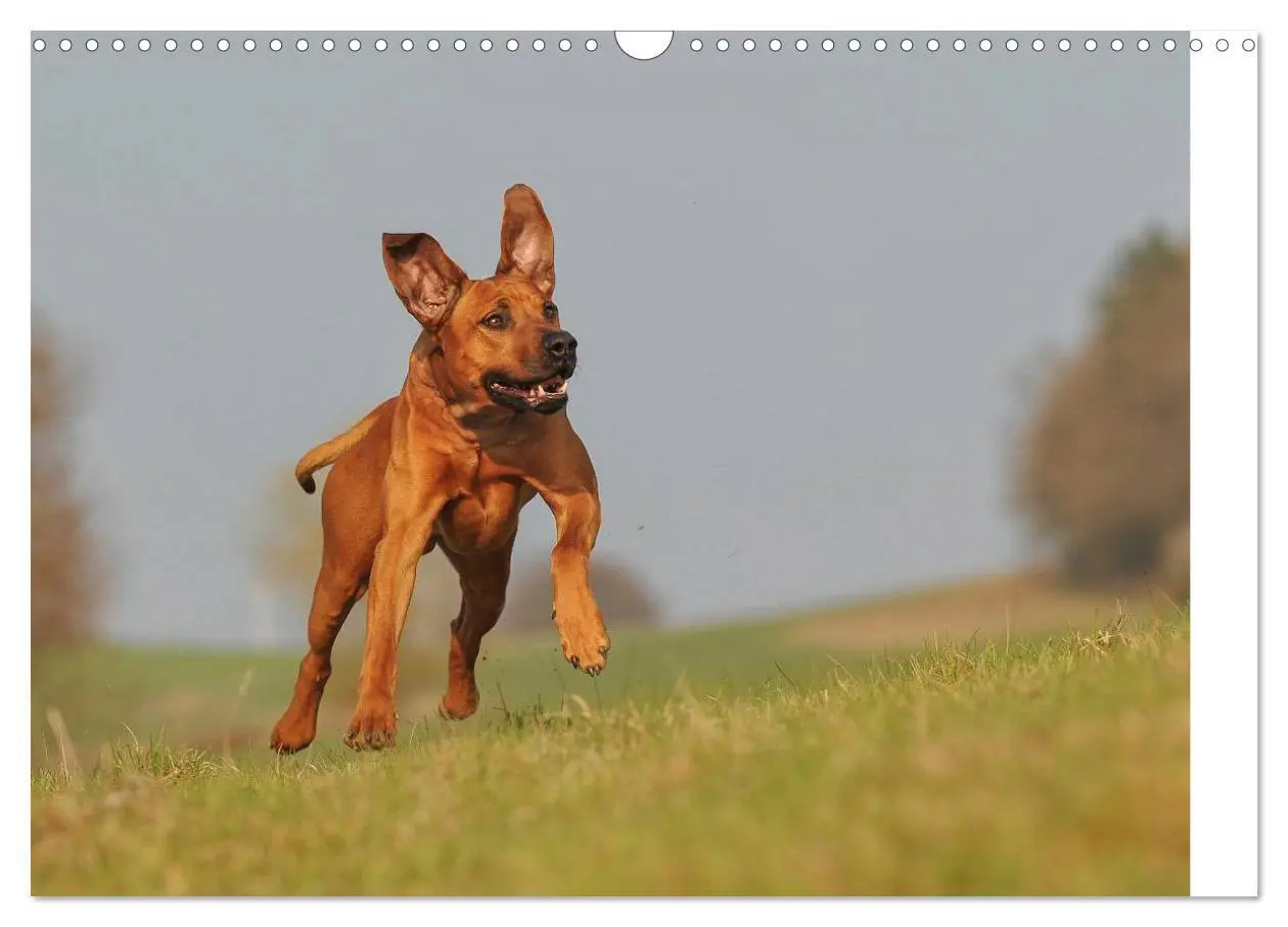 Bild: 9783435540990 | Rhodesian Ridgeback 2025 (Wandkalender 2025 DIN A3 quer), CALVENDO...