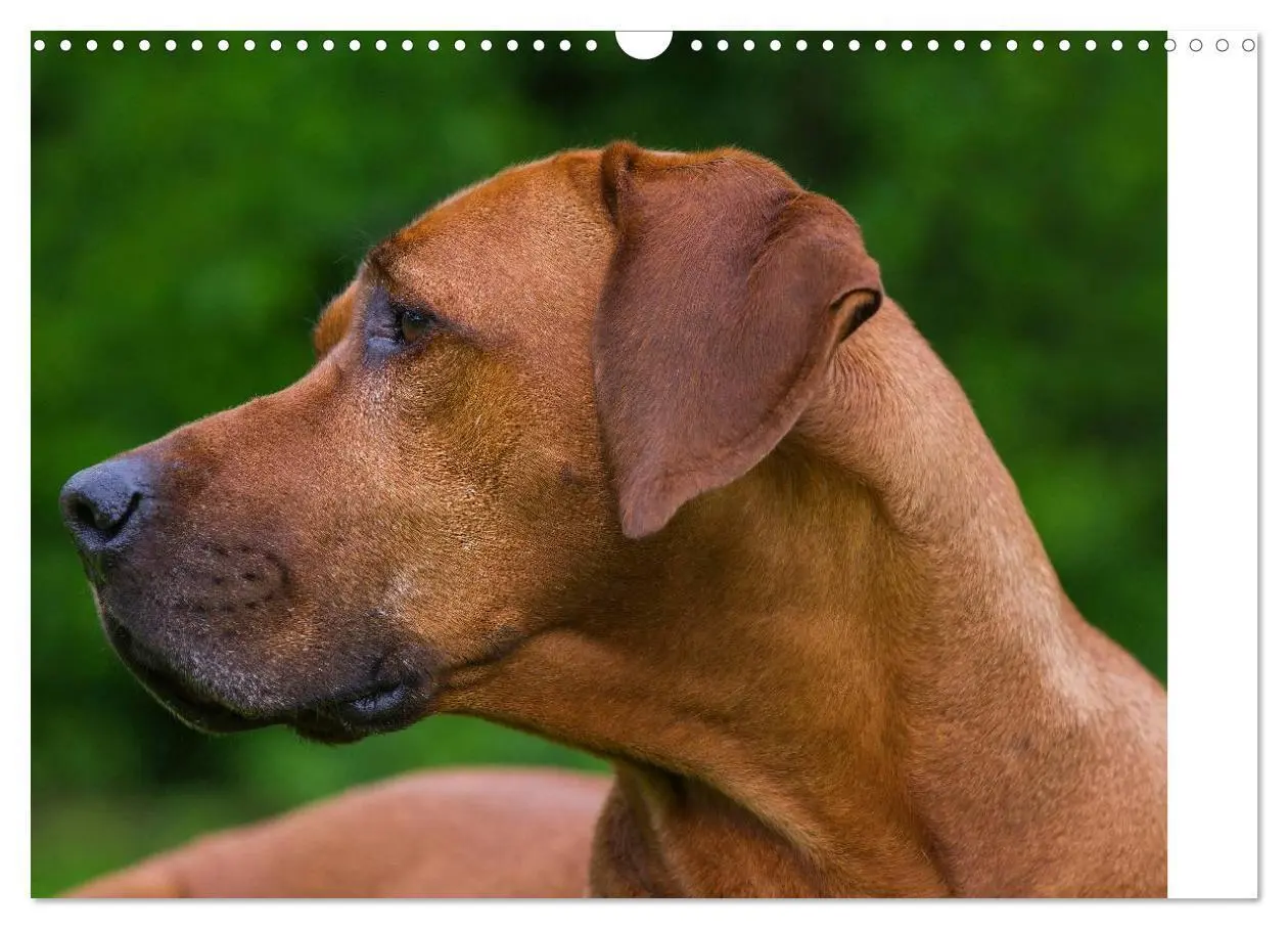 Bild: 9783435540990 | Rhodesian Ridgeback 2025 (Wandkalender 2025 DIN A3 quer), CALVENDO...