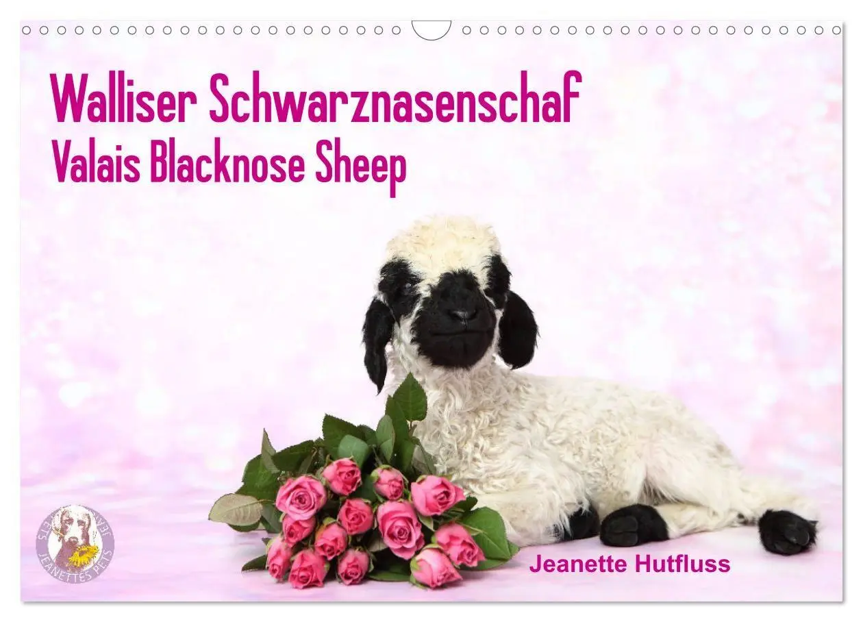 Cover: 9783569740990 | Walliser Schwarznasenschaf Valais Blacknose Sheep (Wandkalender...