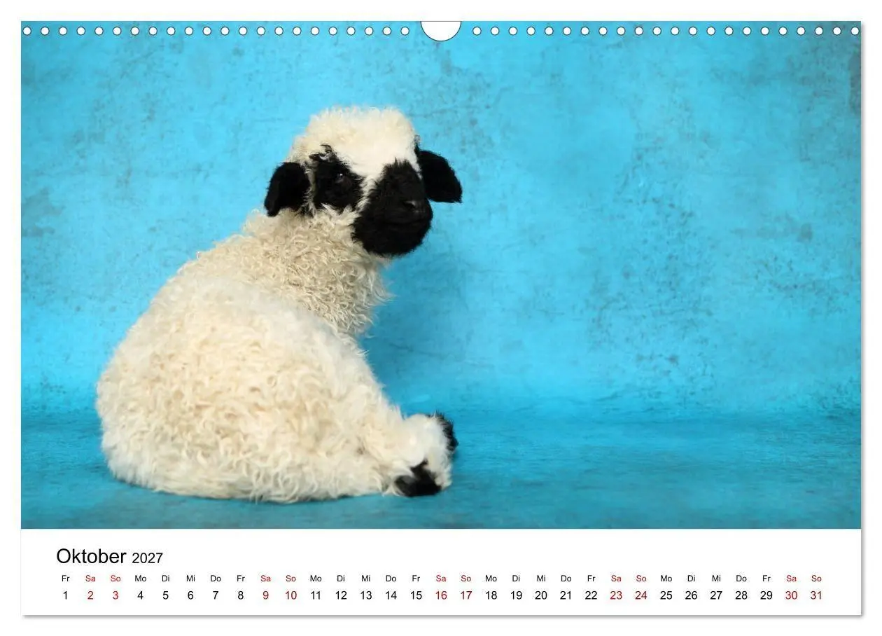 Bild: 9783569740990 | Walliser Schwarznasenschaf Valais Blacknose Sheep (Wandkalender...