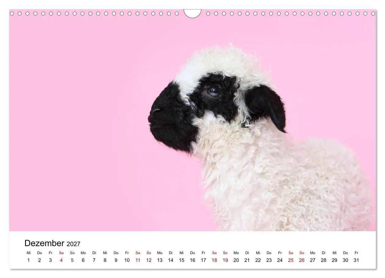 Bild: 9783569740990 | Walliser Schwarznasenschaf Valais Blacknose Sheep (Wandkalender...
