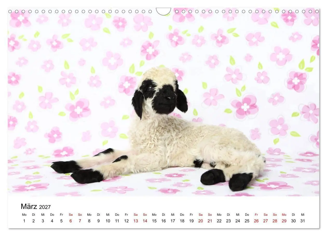 Bild: 9783569740990 | Walliser Schwarznasenschaf Valais Blacknose Sheep (Wandkalender...