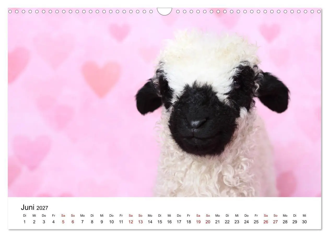 Bild: 9783569740990 | Walliser Schwarznasenschaf Valais Blacknose Sheep (Wandkalender...