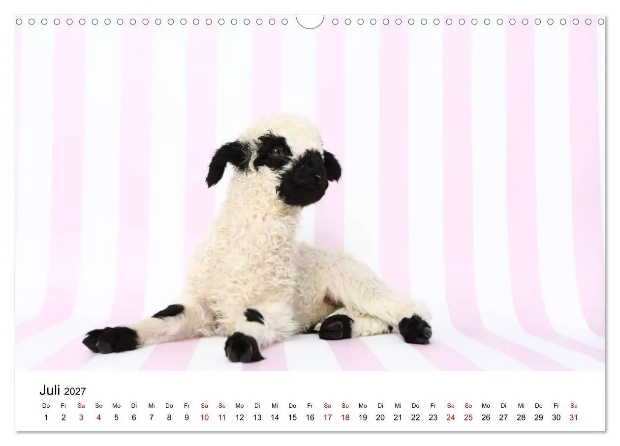 Bild: 9783569740990 | Walliser Schwarznasenschaf Valais Blacknose Sheep (Wandkalender...