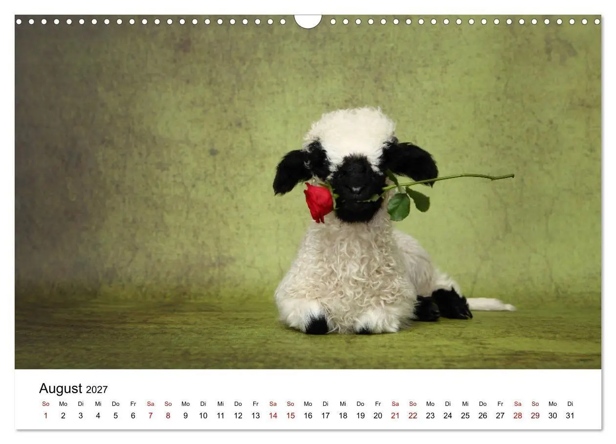 Bild: 9783569740990 | Walliser Schwarznasenschaf Valais Blacknose Sheep (Wandkalender...