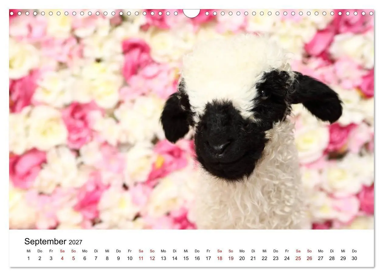Bild: 9783569740990 | Walliser Schwarznasenschaf Valais Blacknose Sheep (Wandkalender...