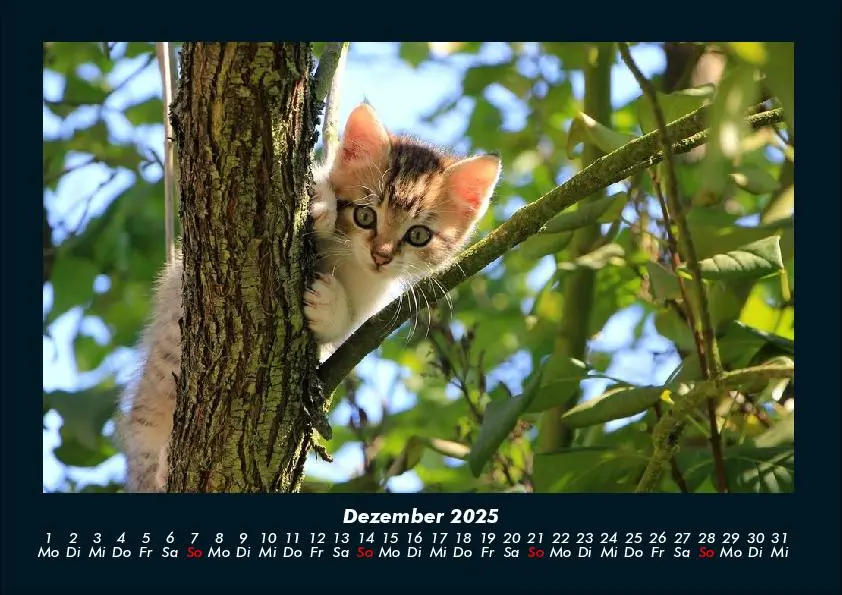 Bild: 9783755991090 | Bäume 2025 Fotokalender DIN A4 | Tobias Becker | Kalender | Deutsch