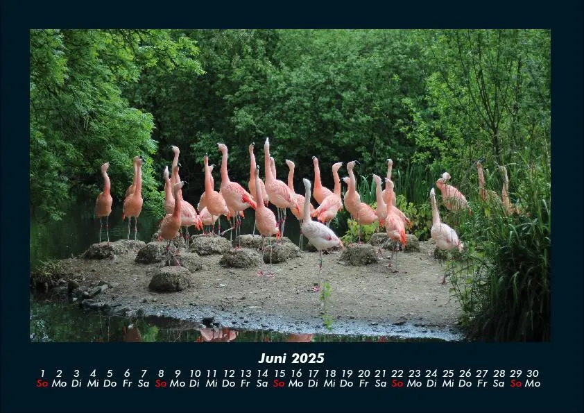 Bild: 9783755991090 | Bäume 2025 Fotokalender DIN A4 | Tobias Becker | Kalender | Deutsch
