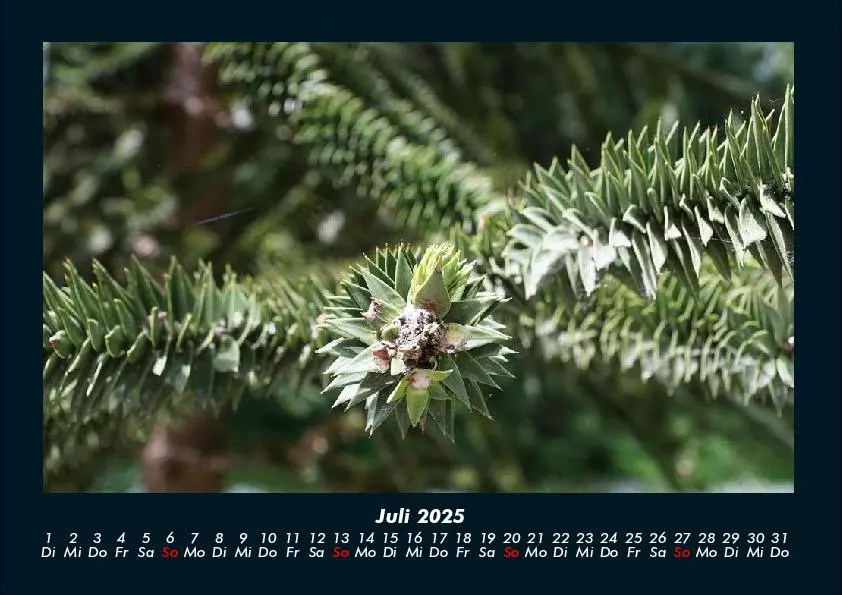 Bild: 9783755991090 | Bäume 2025 Fotokalender DIN A4 | Tobias Becker | Kalender | Deutsch