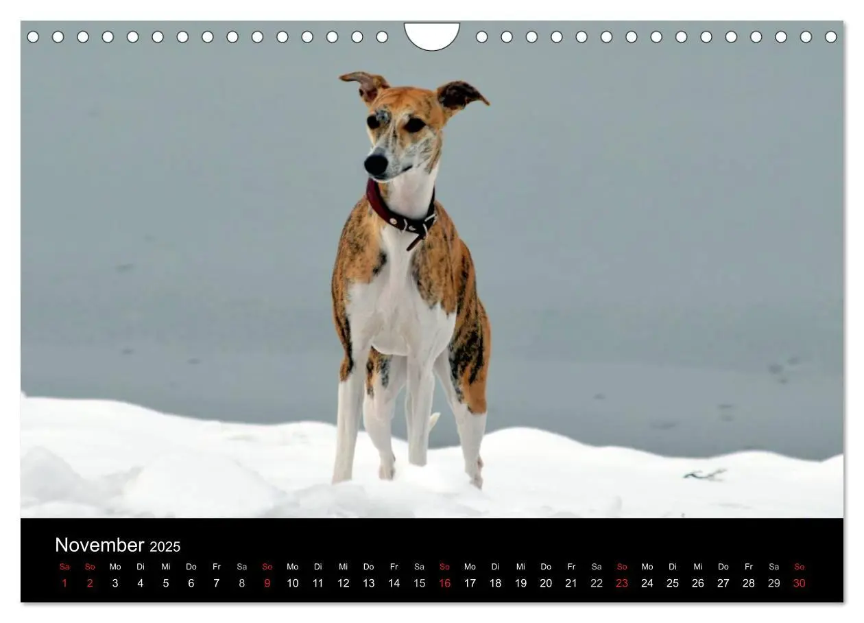 Bild: 9783435651290 | Whippet 2025 (Wandkalender 2025 DIN A4 quer), CALVENDO Monatskalender