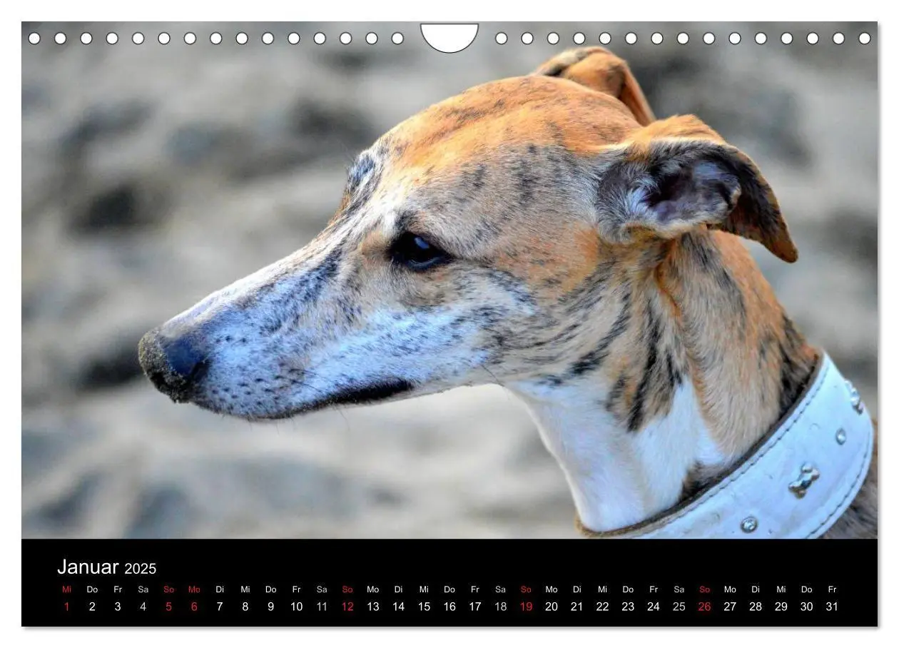 Bild: 9783435651290 | Whippet 2025 (Wandkalender 2025 DIN A4 quer), CALVENDO Monatskalender