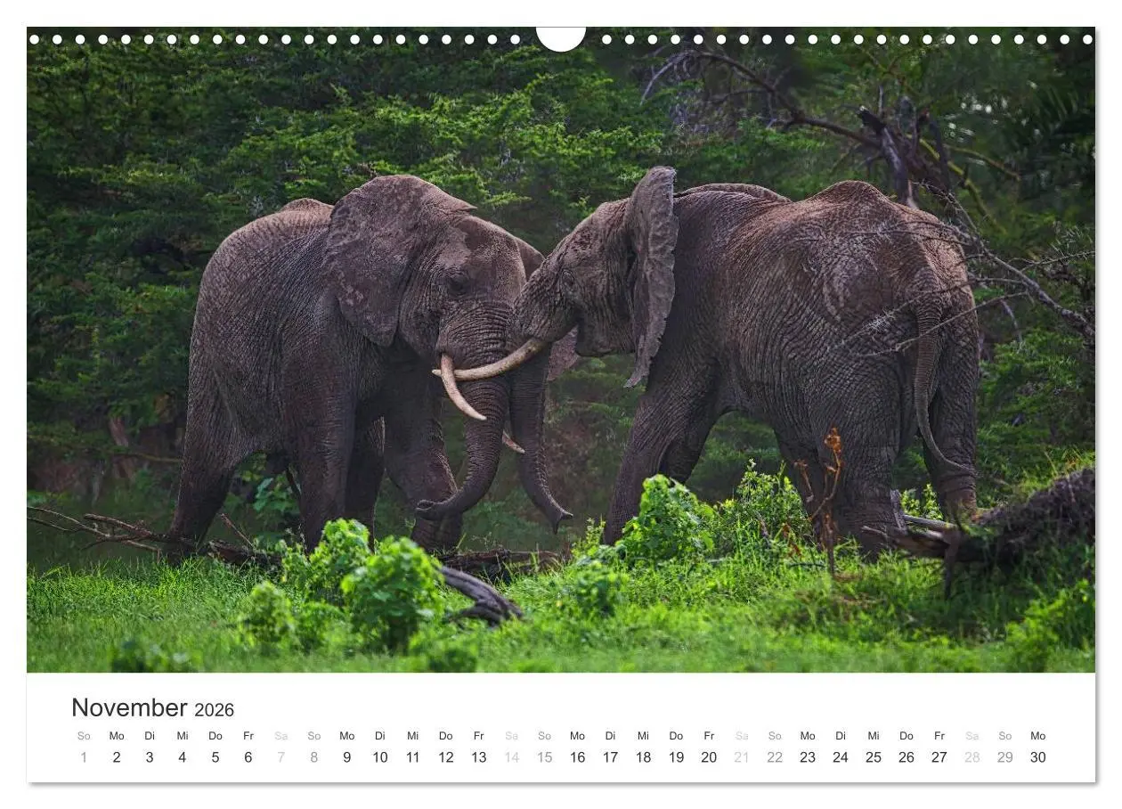 Bild: 9783457981290 | Elefanten - Sanfte Riesen in Afrika (Wandkalender 2026 DIN A3...